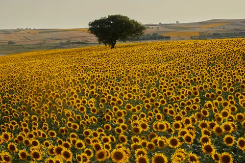 Sunflower Field 4K Wallpaper · flowers · 3840×2560