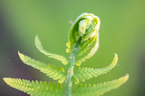 Fern Leaf 4K Wallpaper · flowers · 3840×2560