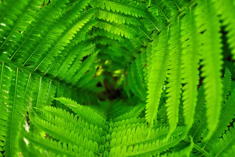Fern Leaf 4K Wallpaper · flowers · 3840×2560