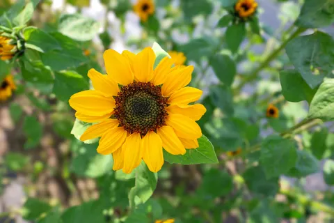 Sonnenblumenfeld 4K Hintergrundbild · flowers · 3840×2560
