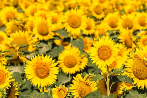 Sonnenblumenfeld 4K Hintergrundbild · flowers · 3840×2560