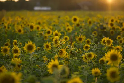 Fond d'écran Champ de tournesols 4K · flowers · 3840×2560
