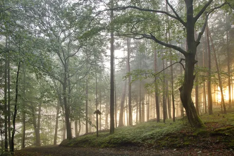 안개 낀 숲 4K 배경화면 · nature · 3840×2561