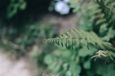 फर्न पत्ती 4K वॉलपेपर · flowers · 3840×2555