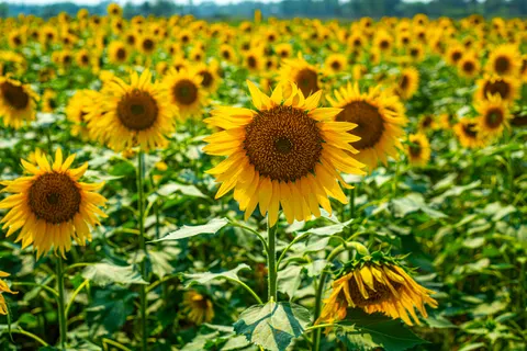 خلفية حقل عباد الشمس بدقة 4K · flowers · 3840×2563