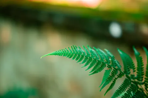 Sfondo Foglia di Felce 4K · flowers · 3840×2563