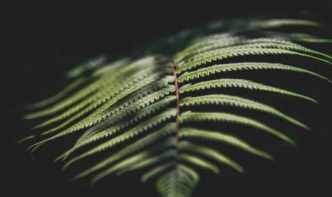 Fern Leaf 4K Wallpaper · flowers · 3840×2283
