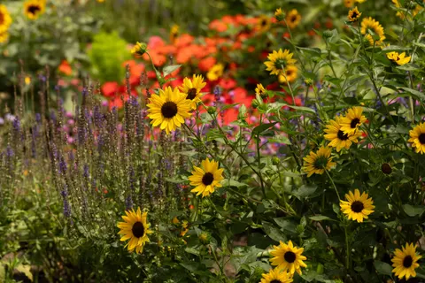 Sunflower Field 4K Wallpaper · flowers · 3840×2560