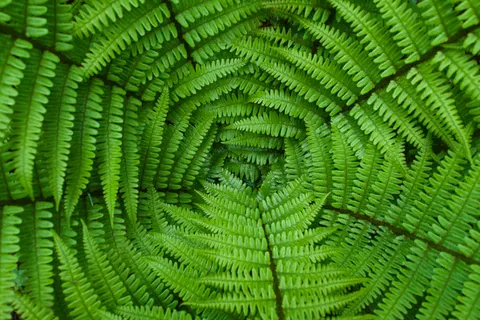 Fern Leaf 4K Wallpaper · flowers · 3840×2563