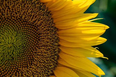 해바라기 밭 4K 배경화면 · flowers · 3840×2561