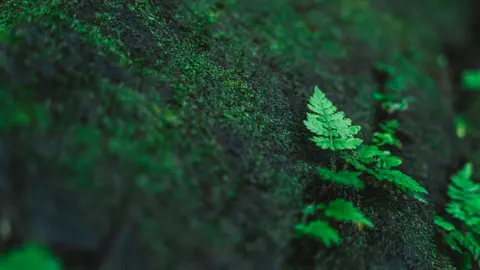 蕨葉 4K桌布 · flowers · 3840×2161