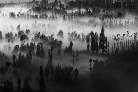 雾中森林 4K壁纸 · nature · 3840×2560