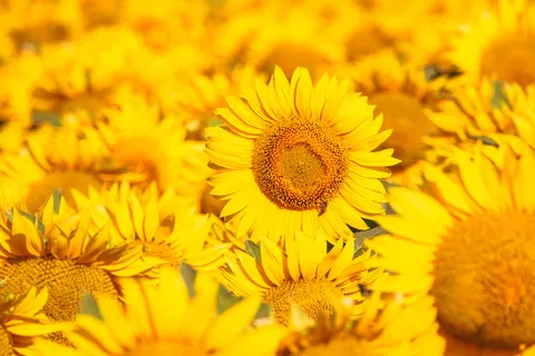 Sunflower Field 4K Wallpaper · flowers · 3840×2560