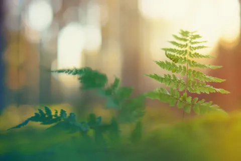 Sfondo Foglia di Felce 4K · flowers · 3840×2560