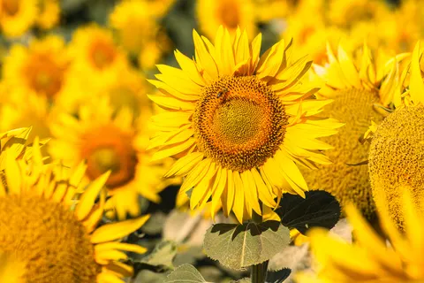 해바라기 밭 4K 배경화면 · flowers · 3840×2560