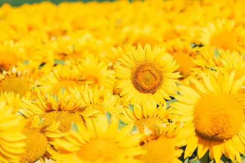 Sonnenblumenfeld 4K Hintergrundbild · flowers · 3840×2560