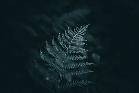 Fern Leaf 4K Wallpaper · flowers · 3840×2560