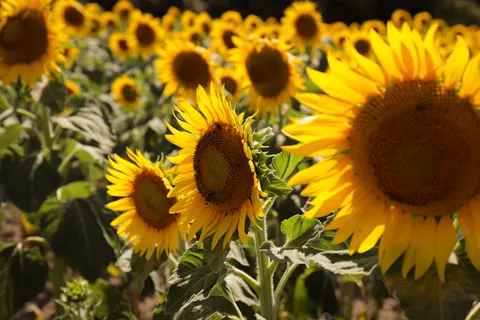 Sunflower Field 4K Wallpaper · flowers · 3840×2560