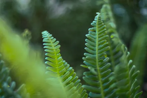Fern Leaf 4K Wallpaper · flowers · 3840×2560