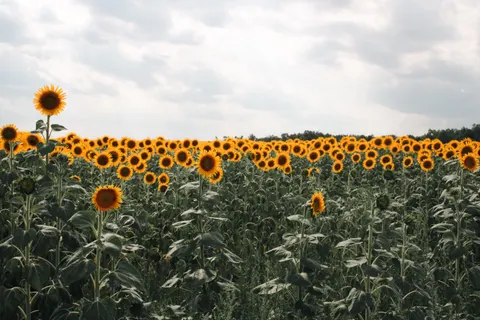Sunflower Field 4K Wallpaper · flowers · 3840×2560