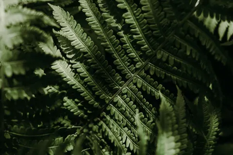 Обои Лист папоротника 4K · flowers · 3840×2560