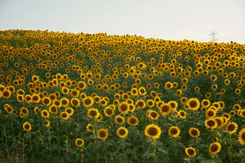 Fond d'écran Champ de tournesols 4K · flowers · 3840×2560