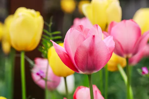 郁金香花园 4K壁纸 · flowers · 3840×2560