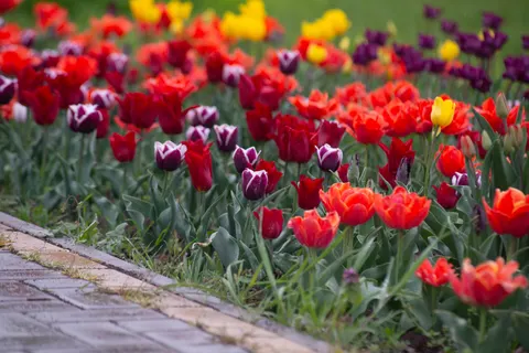 Tapeta Ogród Tulipanów 4K · flowers · 3840×2563
