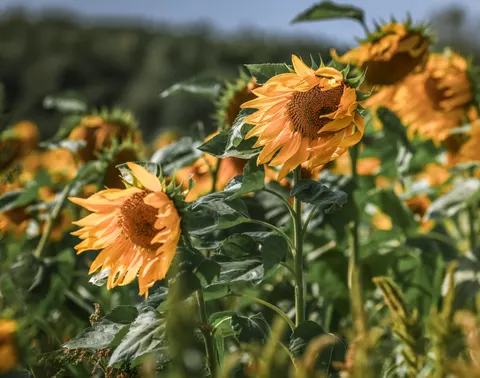 خلفية حقل عباد الشمس بدقة 4K · flowers · 3840×3018