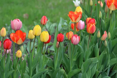Wallpaper Taman Bunga Tulip 4K · flowers · 3840×2560