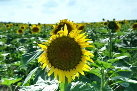 Sunflower Field 4K Wallpaper · flowers · 3840×2560