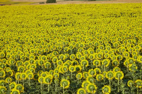 Sunflower Field 4K Wallpaper · flowers · 3840×2560