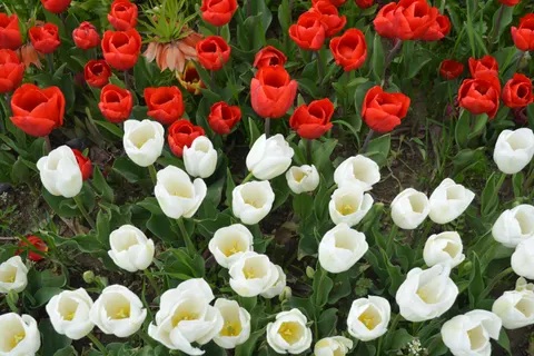 鬱金香花園 4K桌布 · flowers · 3840×2560