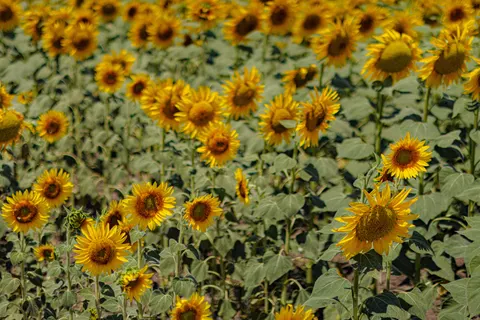 Sonnenblumenfeld 4K Hintergrundbild · flowers · 3840×2560
