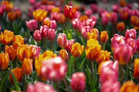 Tulip Garden 4K Wallpaper · flowers · 3840×2555