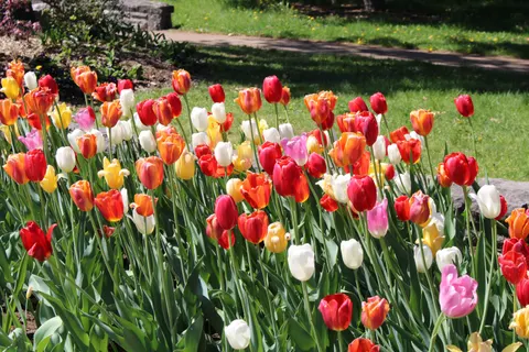 Tulip Garden 4K Wallpaper · flowers · 3840×2560