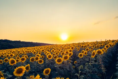 Sonnenblumenfeld 4K Hintergrundbild · flowers · 3840×2560