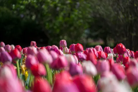Sfondo Giardino di Tulipani 4K · flowers · 3840×2555