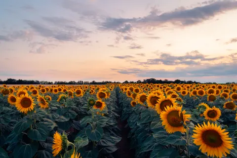 해바라기 밭 4K 배경화면 · flowers · 3840×2560