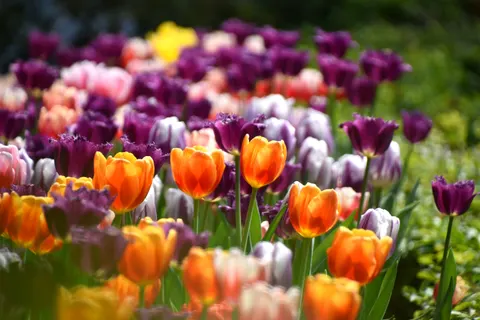 خلفية حديقة التوليب بدقة 4K · flowers · 3840×2560