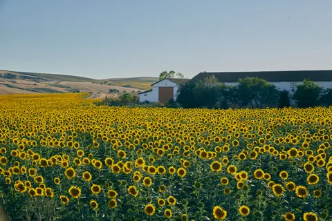 해바라기 밭 4K 배경화면 · flowers · 3840×2560