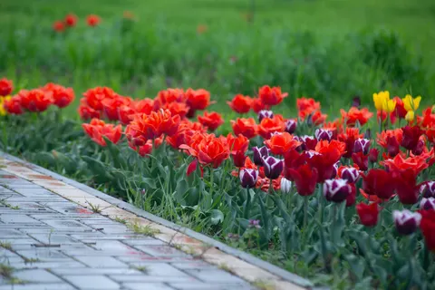 チューリップ庭園 4K壁紙 · flowers · 3840×2563