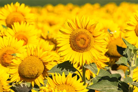 خلفية حقل عباد الشمس بدقة 4K · flowers · 3840×2560