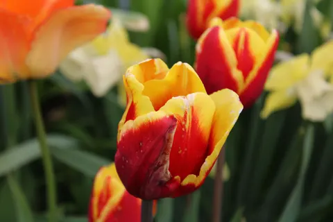 Sfondo Giardino di Tulipani 4K · flowers · 3840×2560