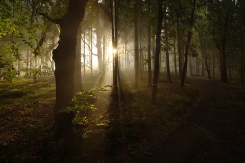 Foggy Forest 4K Wallpaper · nature · 3840×2561