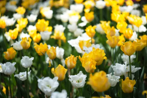 チューリップ庭園 4K壁紙 · flowers · 3840×2560