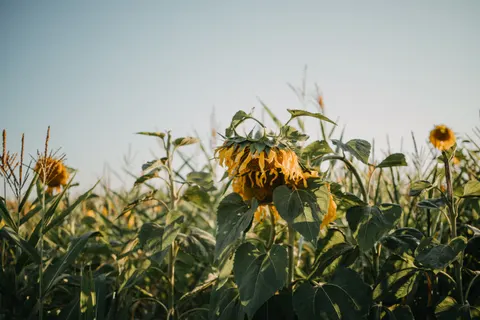 Обои Поле подсолнухов 4K · flowers · 3840×2560