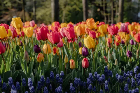 鬱金香花園 4K桌布 · flowers · 3840×2560