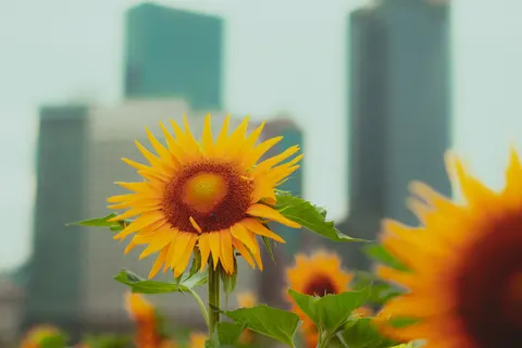 Sunflower Field 4K Wallpaper · flowers · 3840×2560