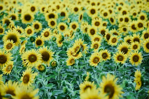 Обои Поле подсолнухов 4K · flowers · 3840×2560